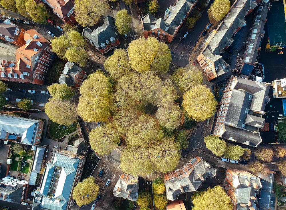 Fotografía de árboles desde el ángulo alto