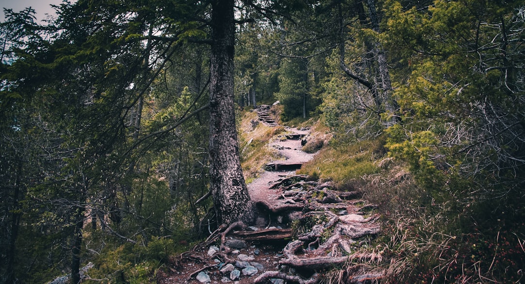 Forest photo spot Oeschinensee Saas-Fee