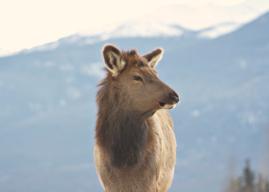 brown fur animal standing on mountain in Jasper Canada