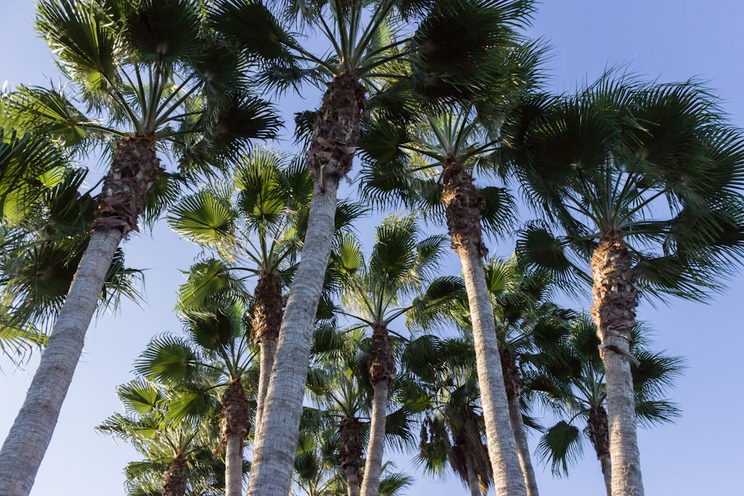 green coconut palm trees, Palm trees in the sky
