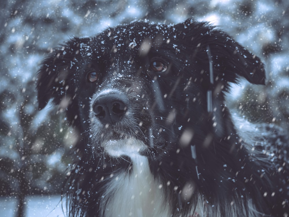 shallow focus photo of black and white dog