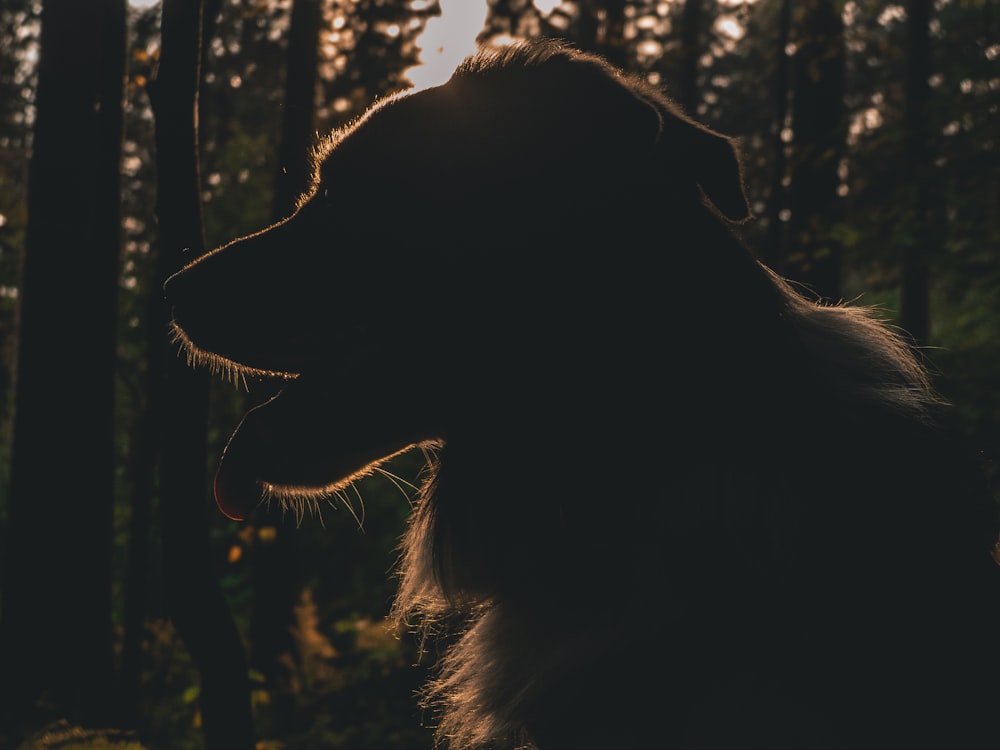 silhouette of dog on forest