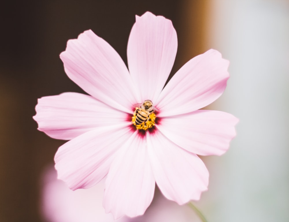 abeille sur fleur rose