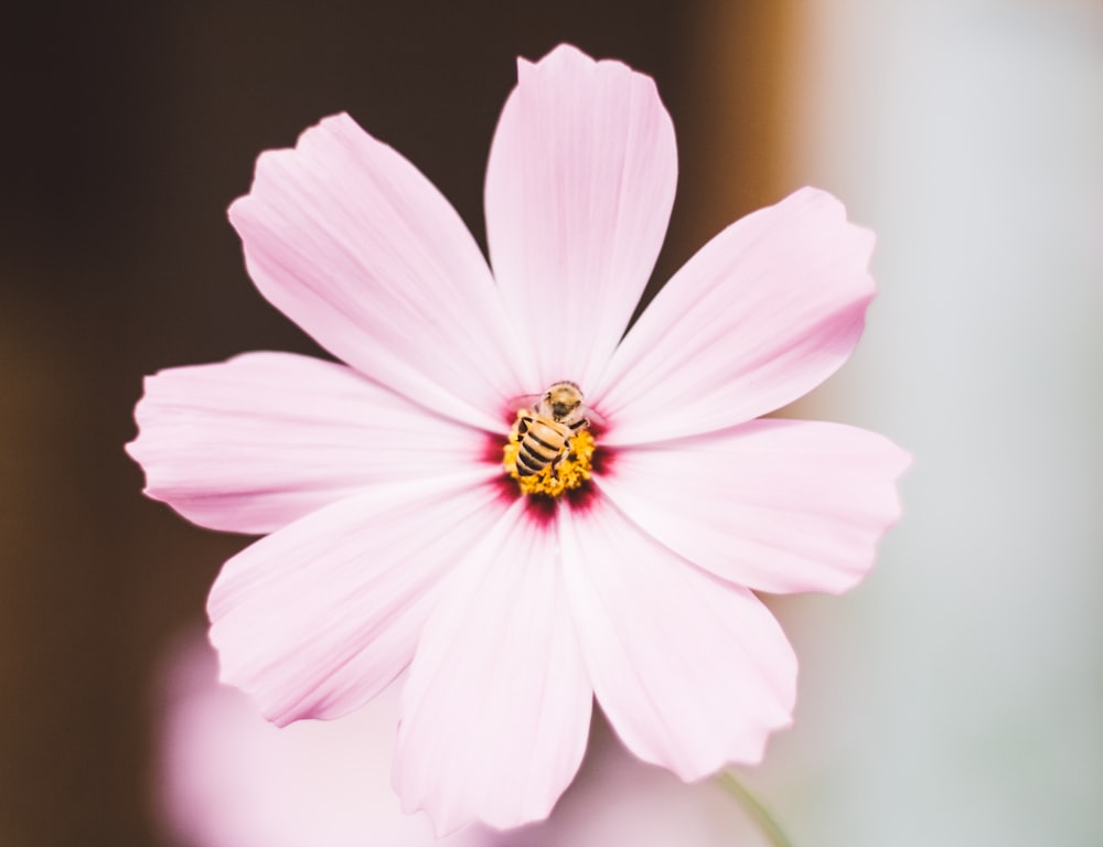 bee on pink flower