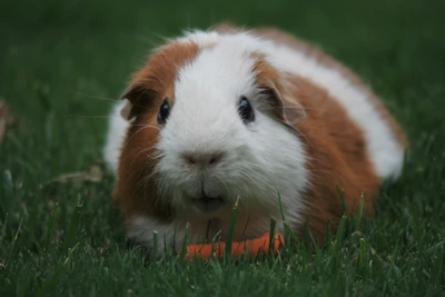 A fluffy guinea pig nibbling on a fresh carrot with bright eyes.