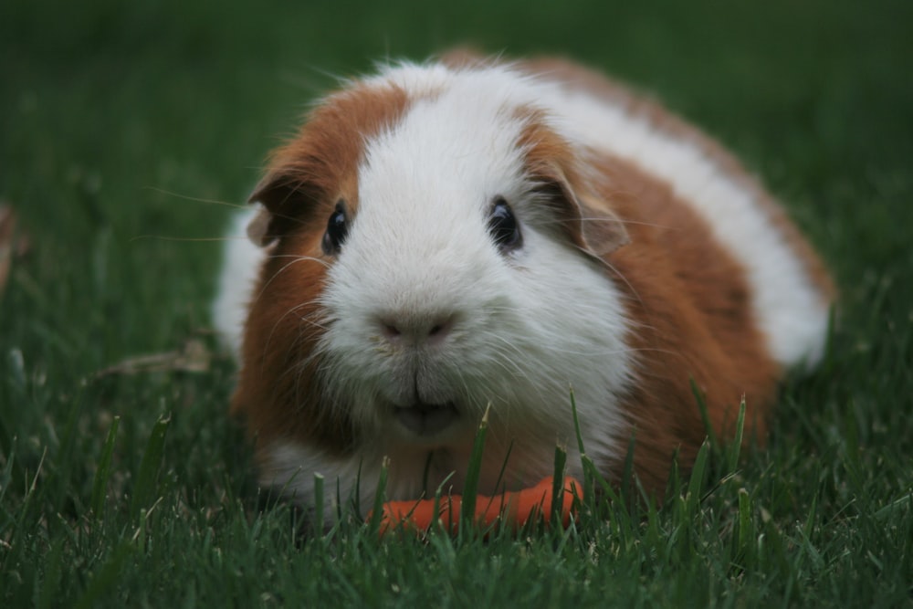 braunes und weißes Meerschweinchen frisst Karotte