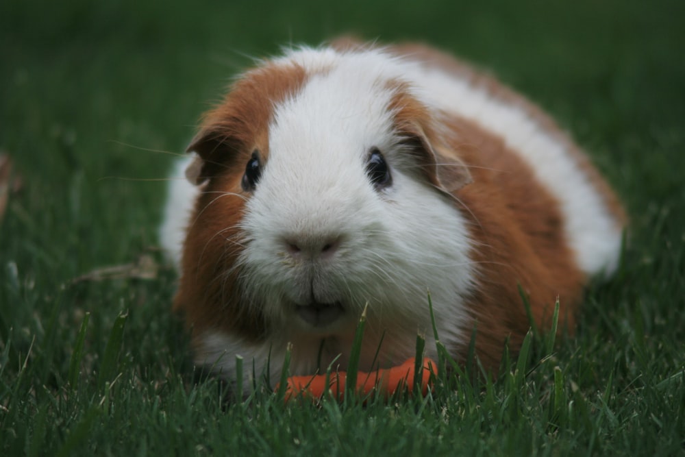 brown and white Guinea pig eating carrot
