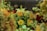 A lush and intricate floral arrangement featuring a variety of blooms including white lilies, orange and yellow roses, and sprigs of baby’s breath. The composition is vibrant and dense, set against a dimly lit background with hints of chandeliers above, creating a sophisticated ambiance.