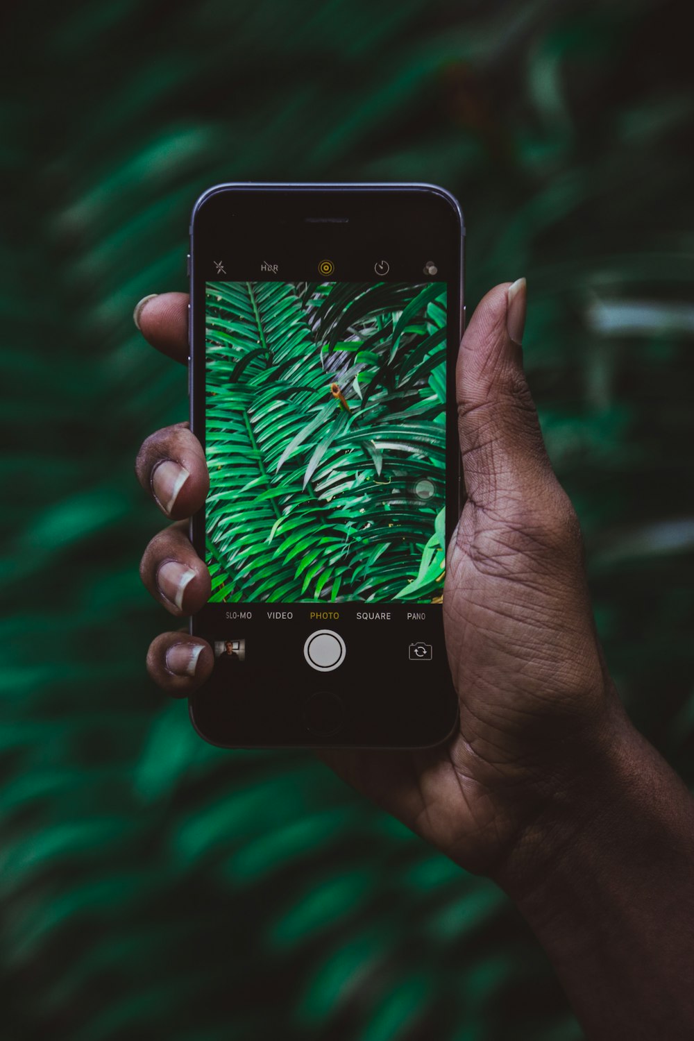 personne capturant des feuilles vertes à l’aide d’un iPhone