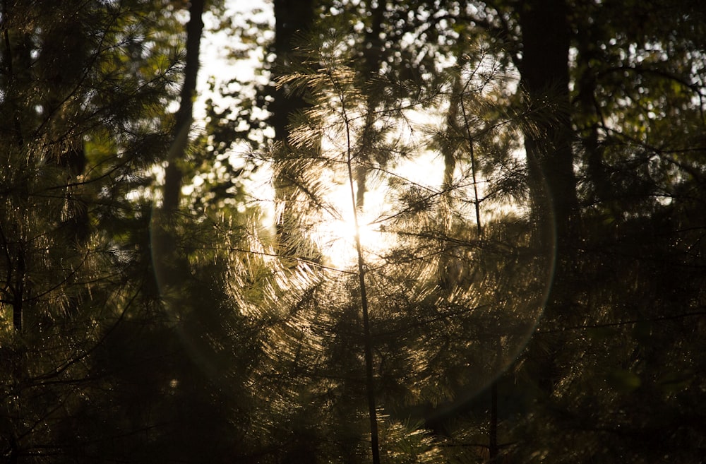 forest during golden hour