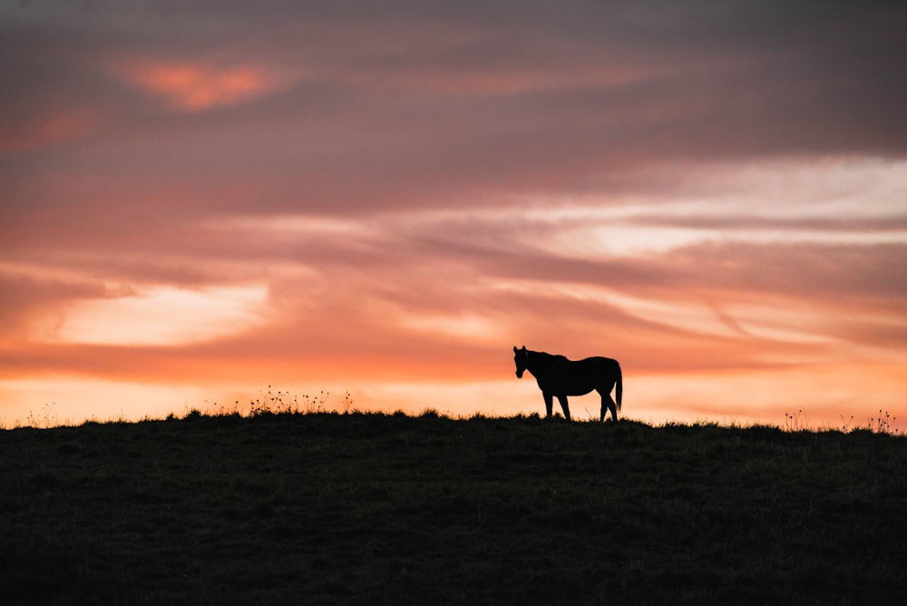 black horse photo