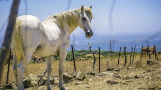 A majestic stallion named Águila standing proudly in a sunlit pasture.