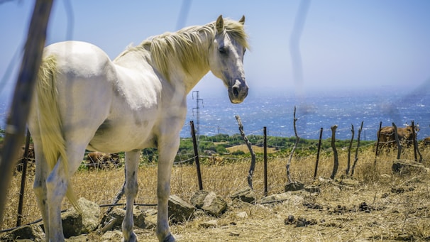 A majestic stallion named Águila standing proudly in a sunlit pasture.
