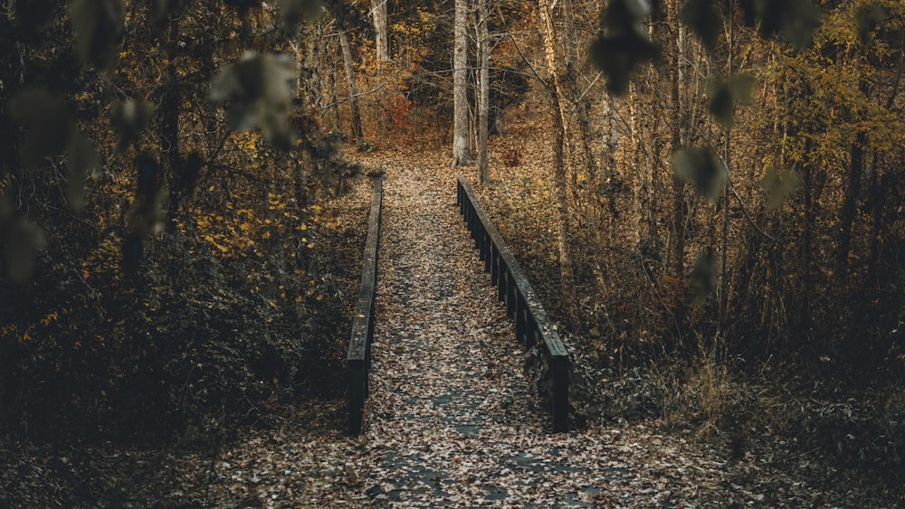 Holzbrücke tagsüber von Bäumen umgeben