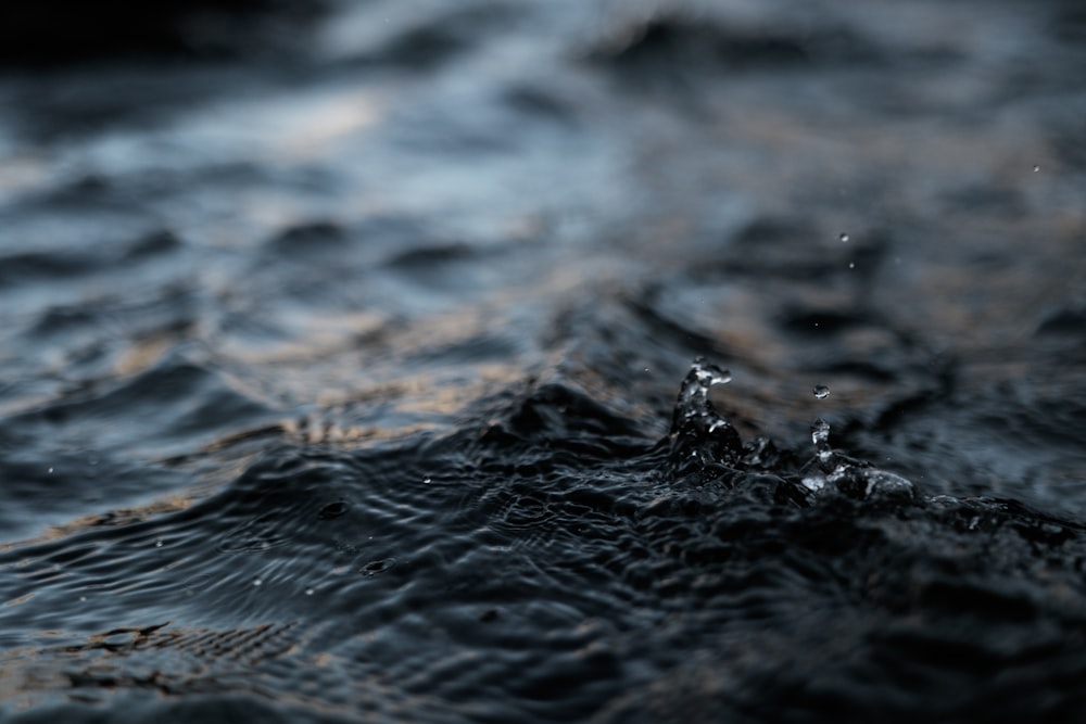 water drop in macro shot