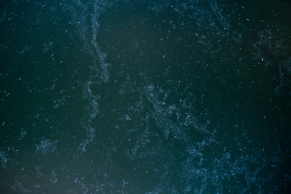 a bird flying over a body of water