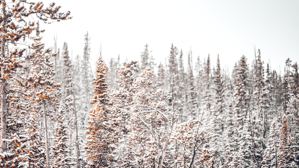 photo of forest under cloudy sky during daytime