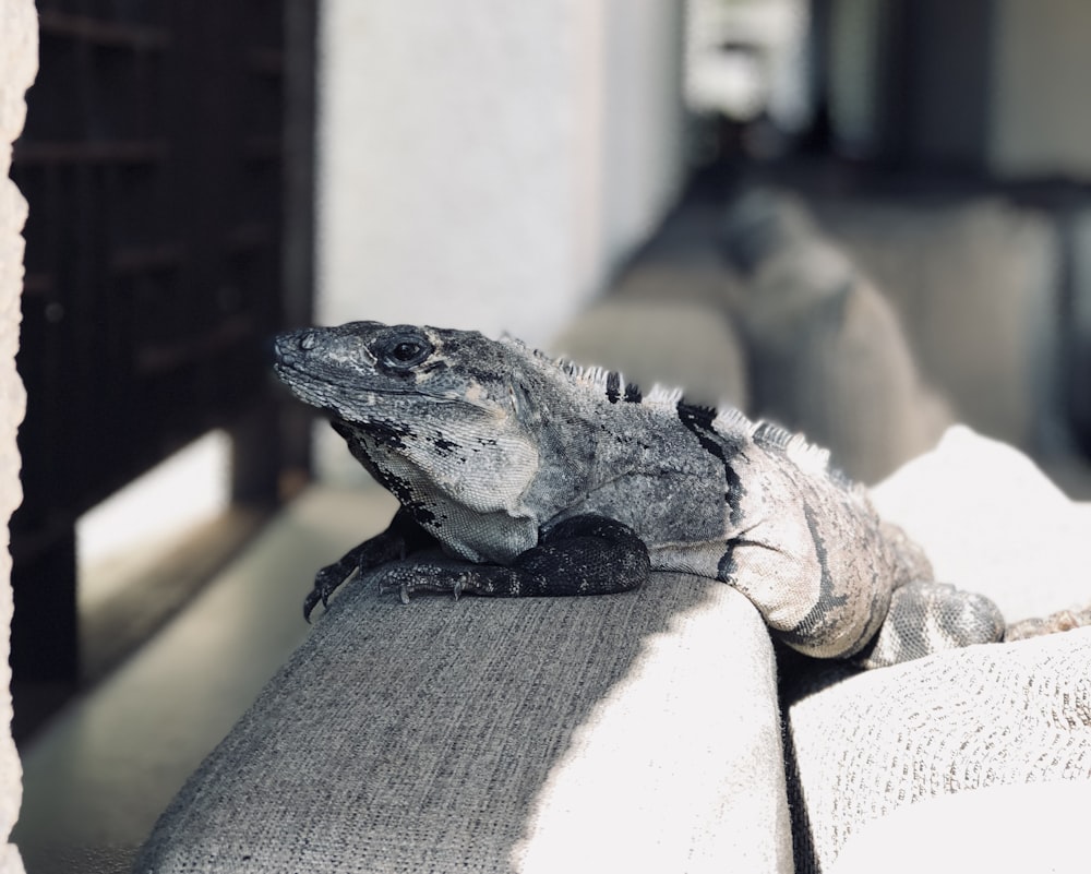 closeup photo of chameleon