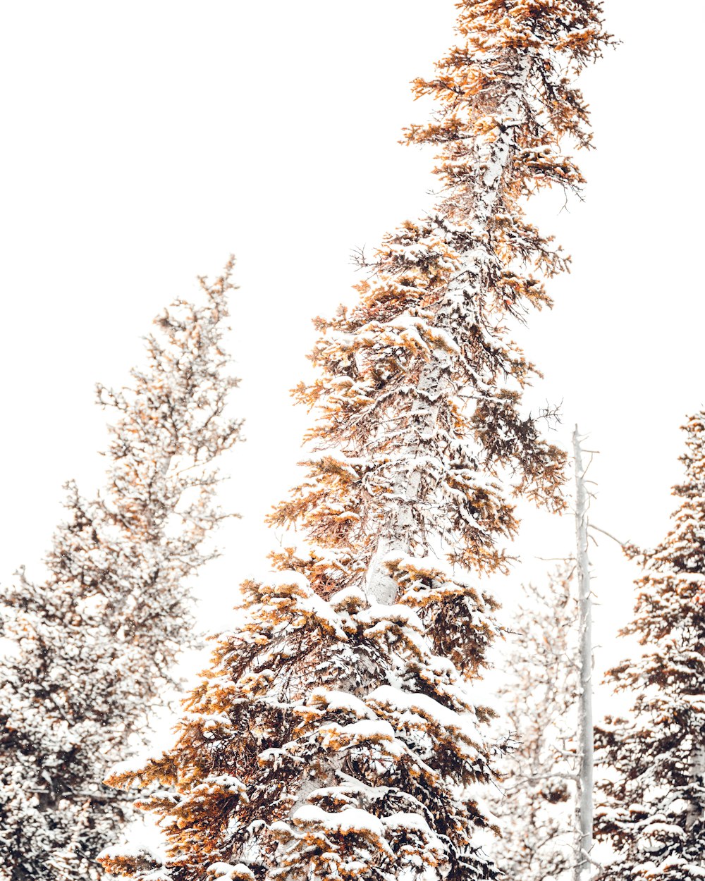 pine trees with snow