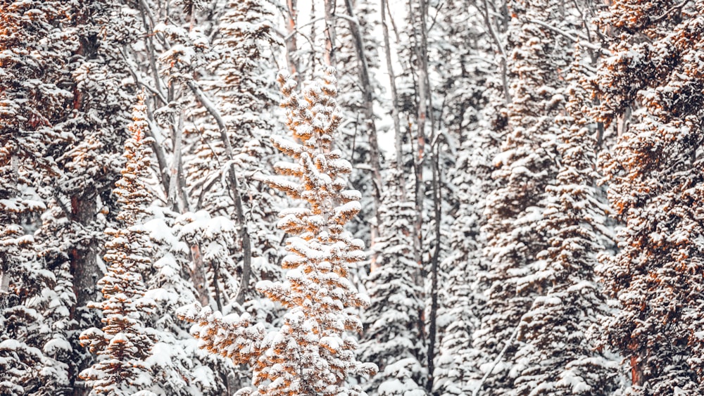 snow covered trees at daytime