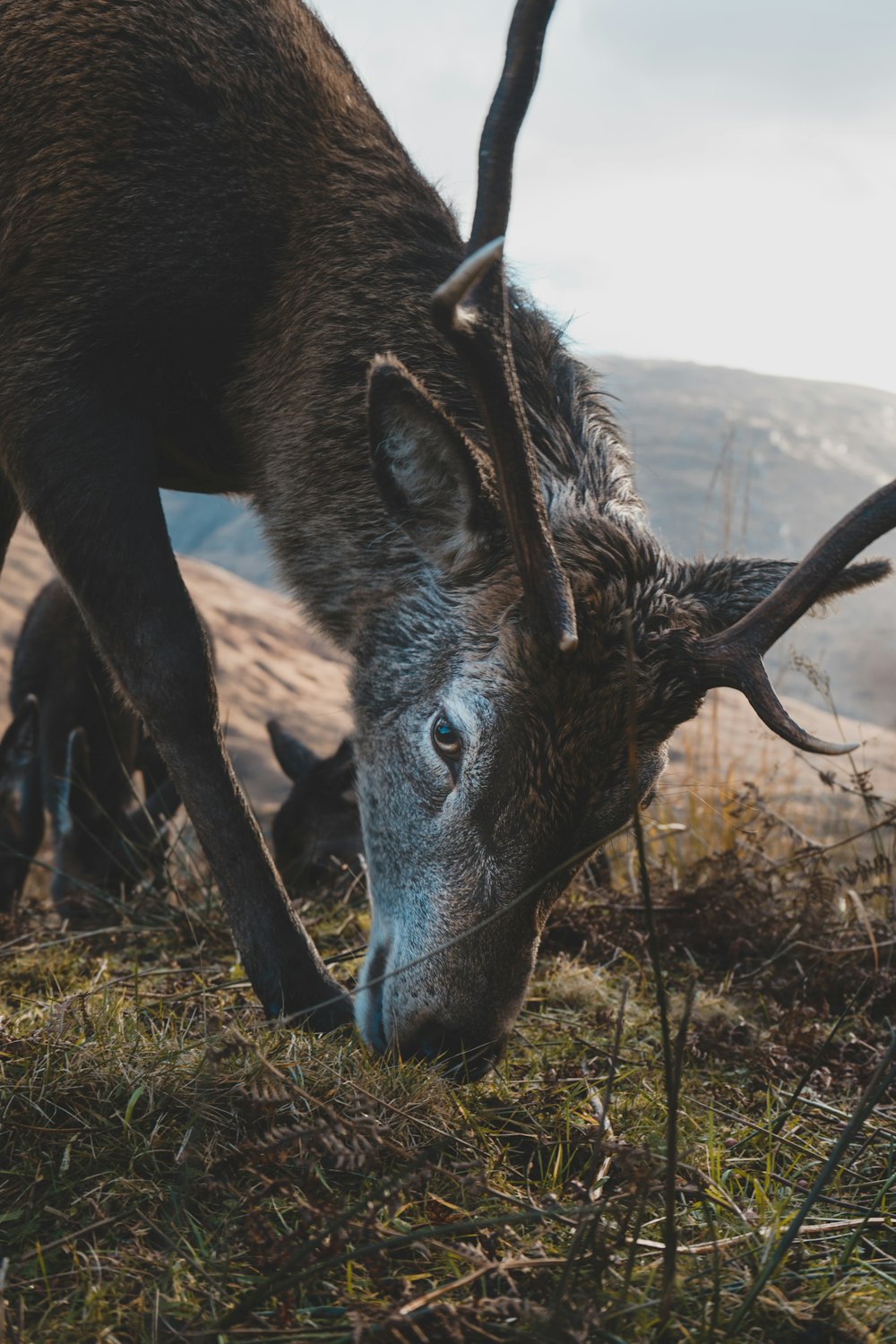 Fotografía de primer plano de ciervo marrón