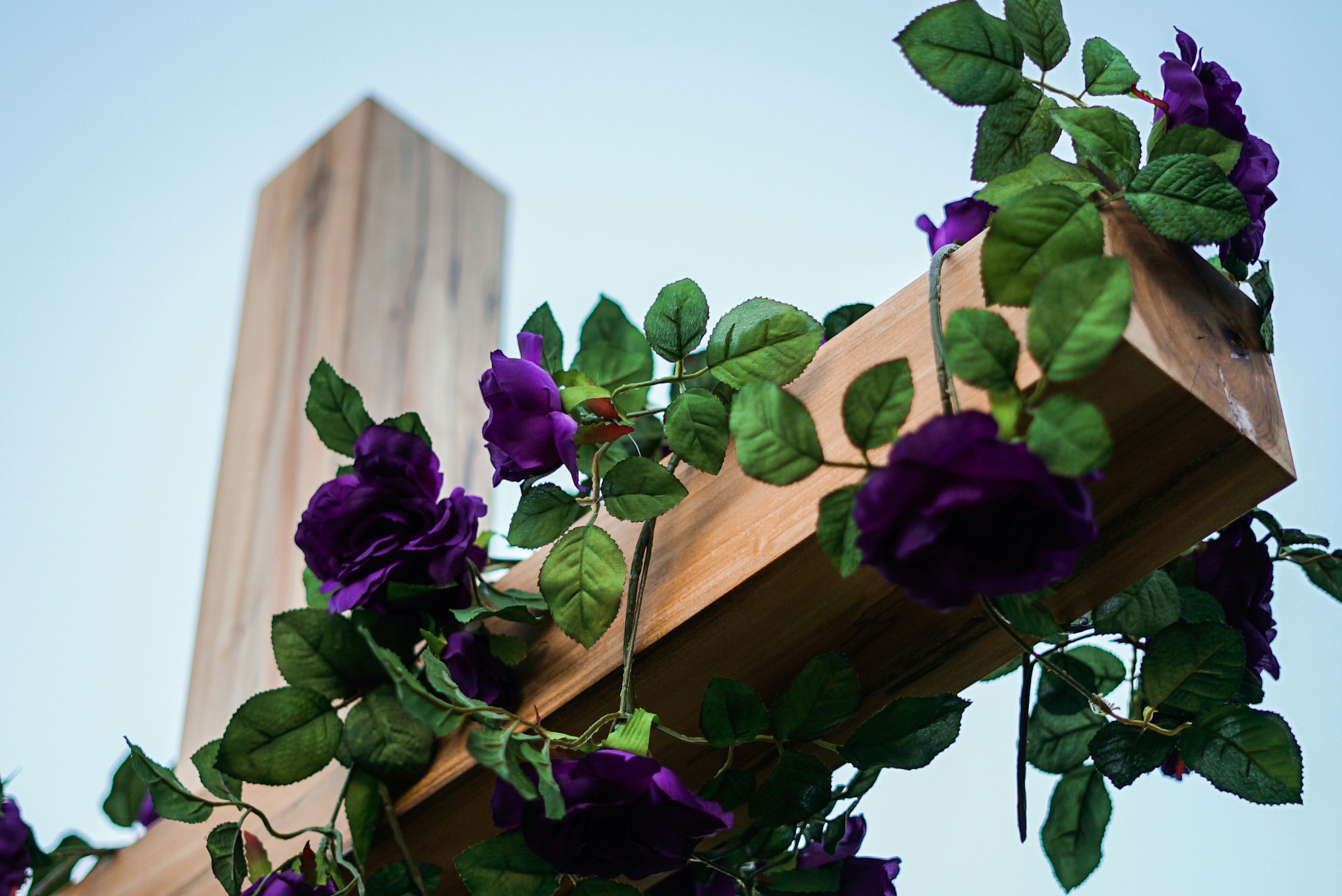 purple flowers on brown wooden fence