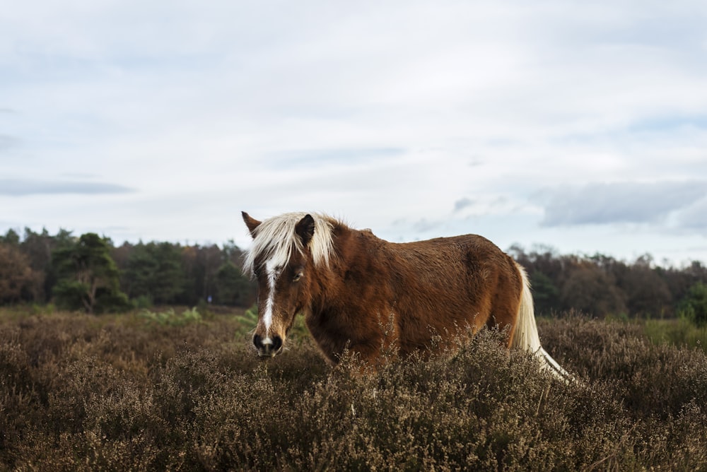 Cavalo marrom e branco no campo de grama com sobreposição de texto