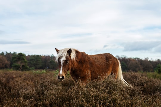 brown and white horse at grass field with text overlay in Arnhem Netherlands