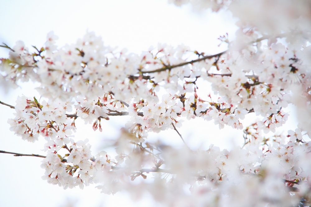 closeup photo of a white petaled flowers