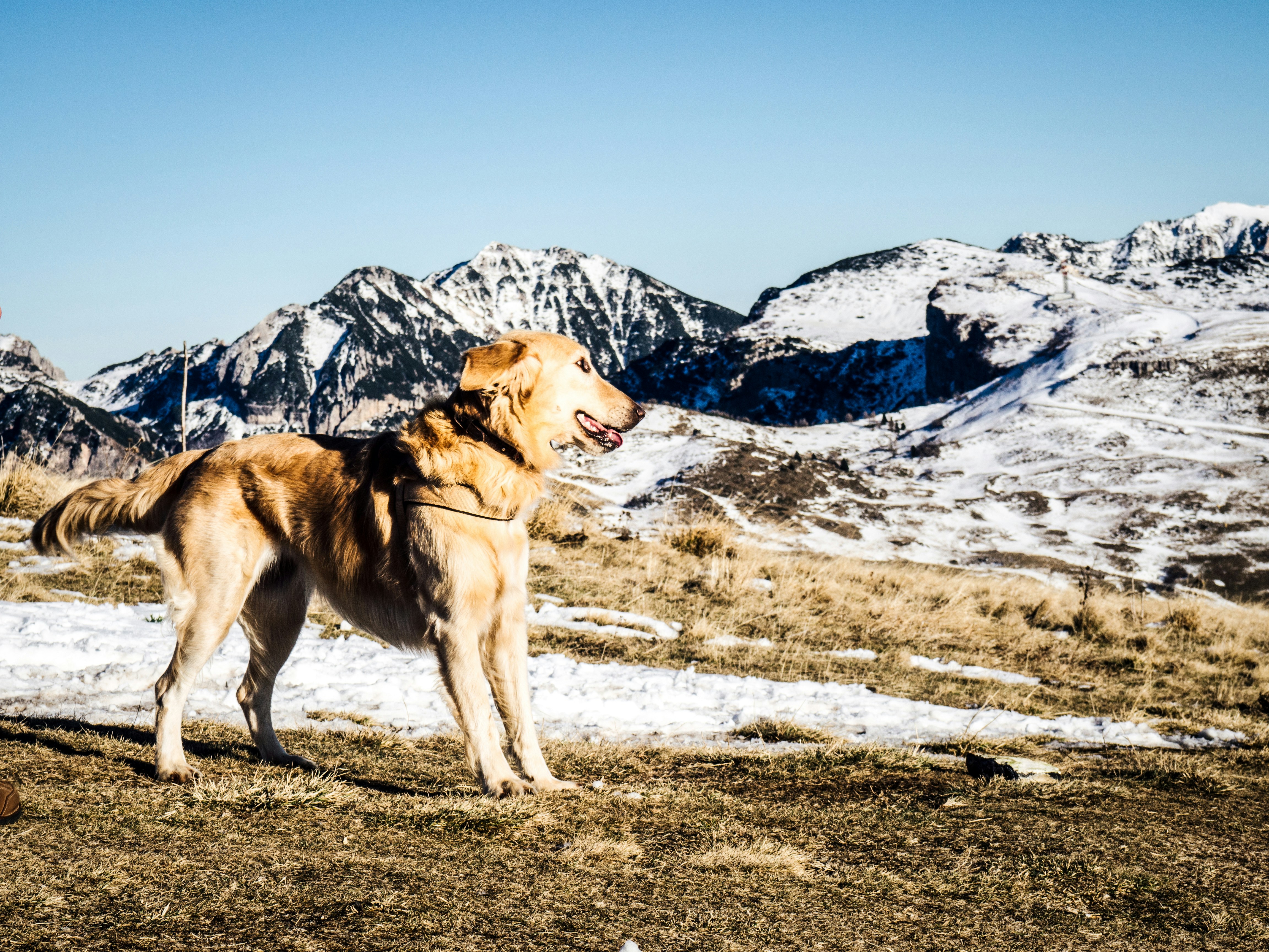 Dog on the mountain