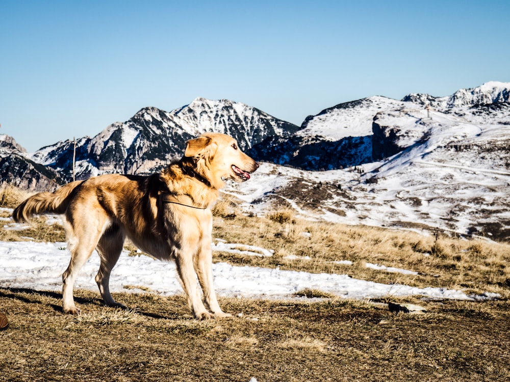 adult Golden retriever on brown soil