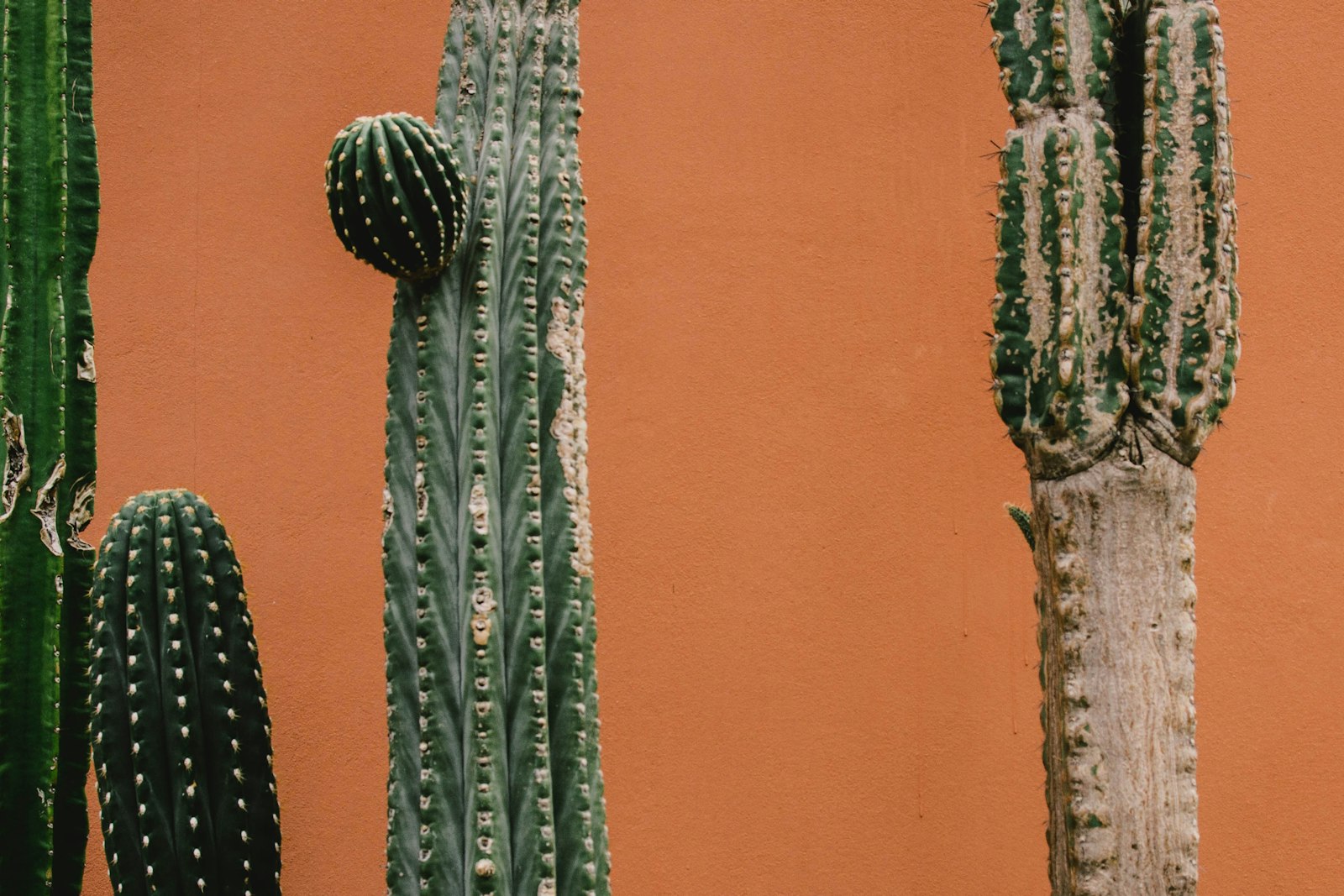 AF Zoom-Nikkor 28-80mm f/3.5-5.6D sample photo. Cactus plants photography