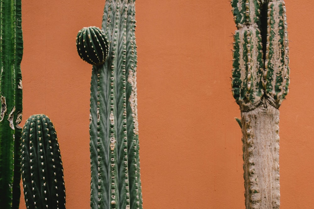 piante di cactus
