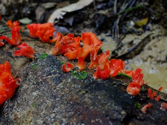 A patch of vibrant fungi thriving on decaying wood in a shaded forest floor.
