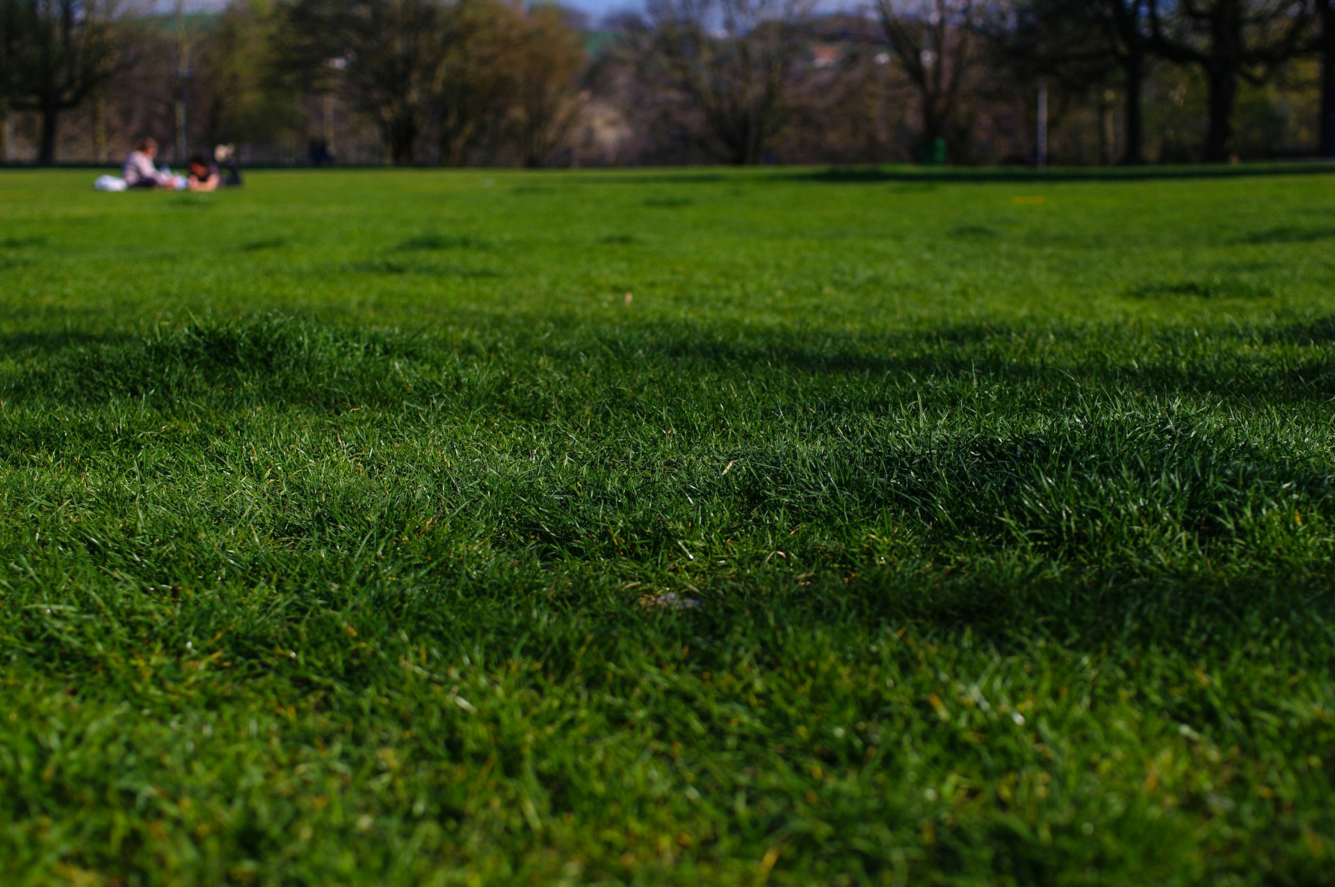 green grass