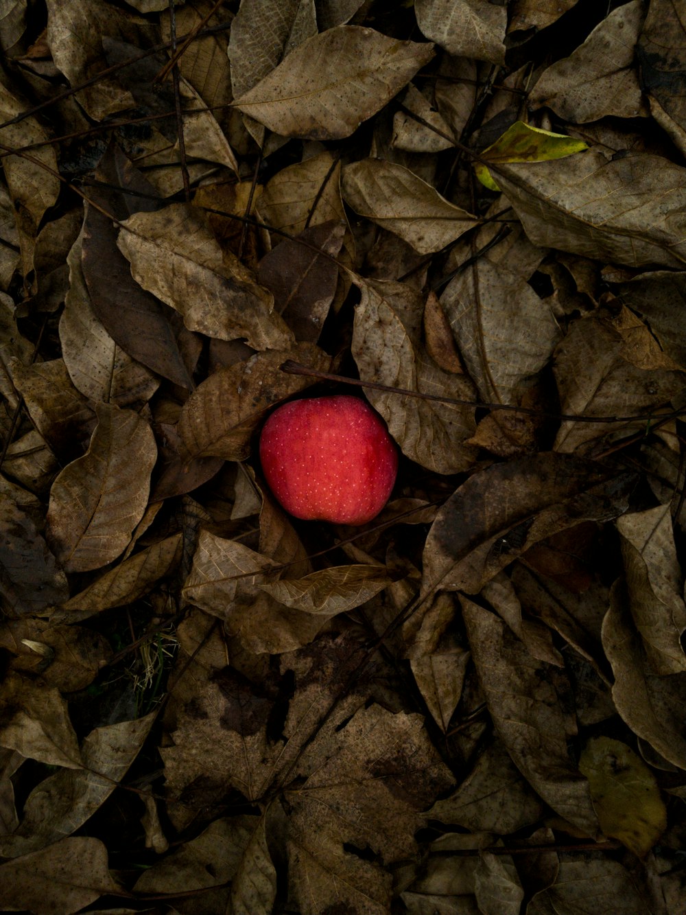 red apple on dried leaves