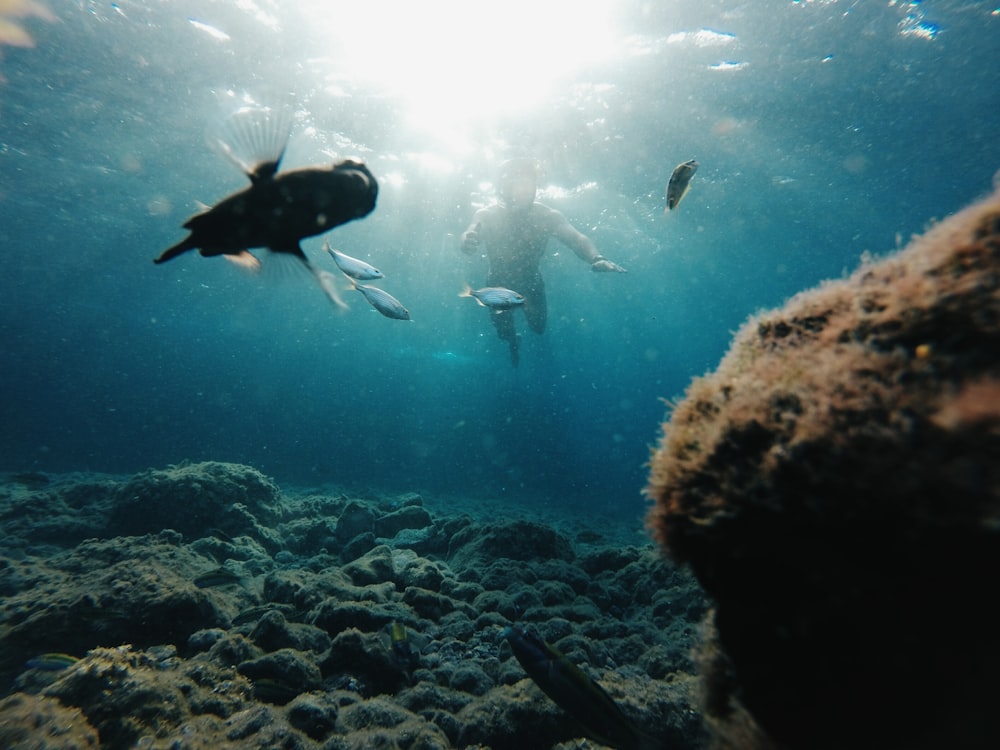 man diving undewater