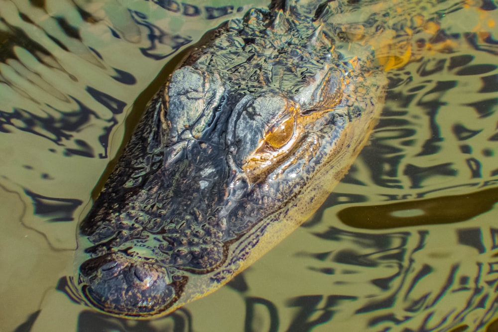 crocodile on water during daytime