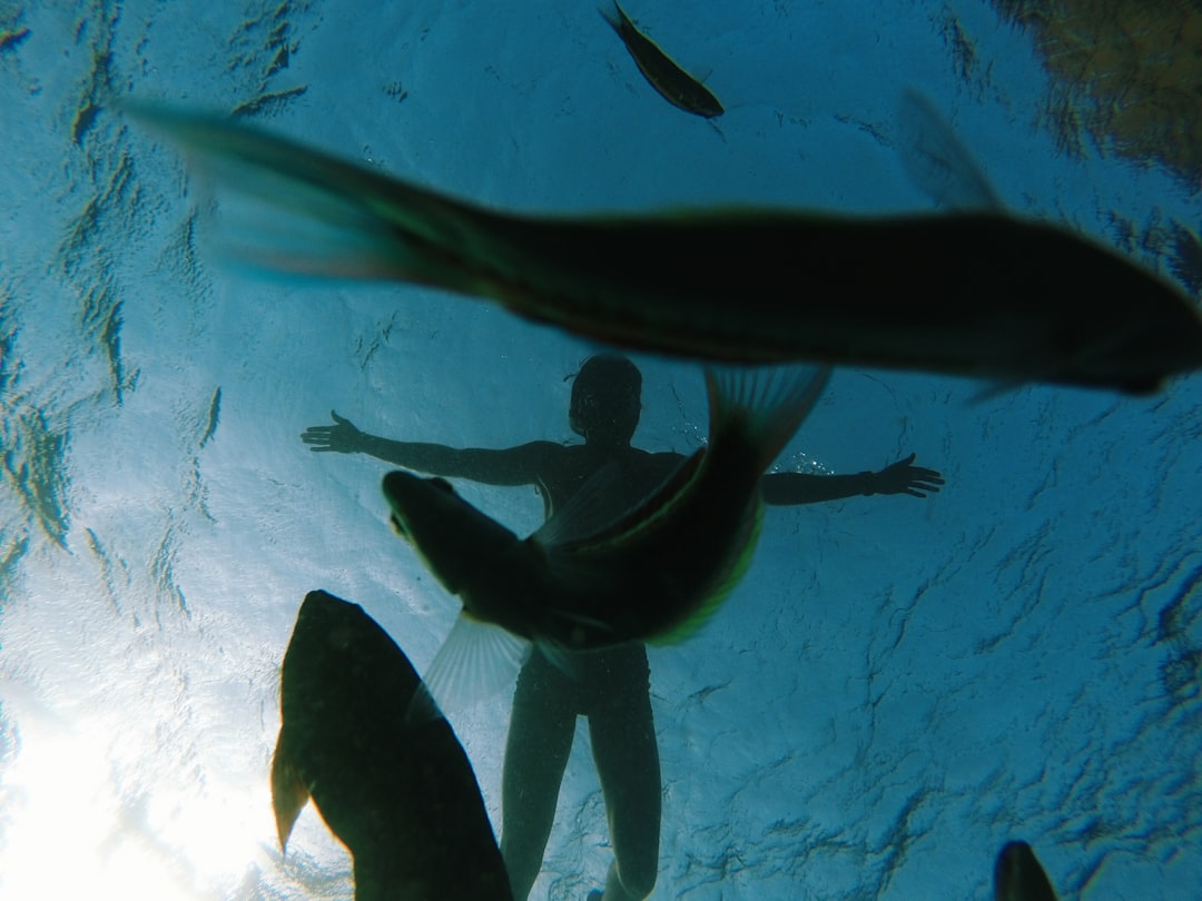 underwater photo of shoal of fish