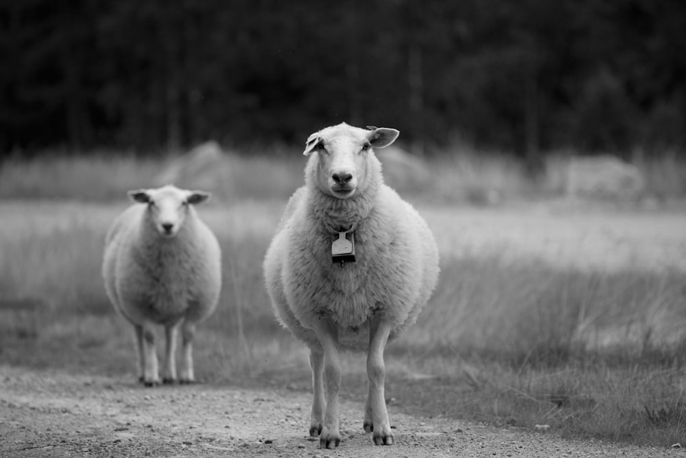 zwei Schafe in der Nähe von Gras