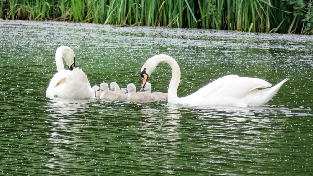 Família de cisnes na lagoa durante o dia