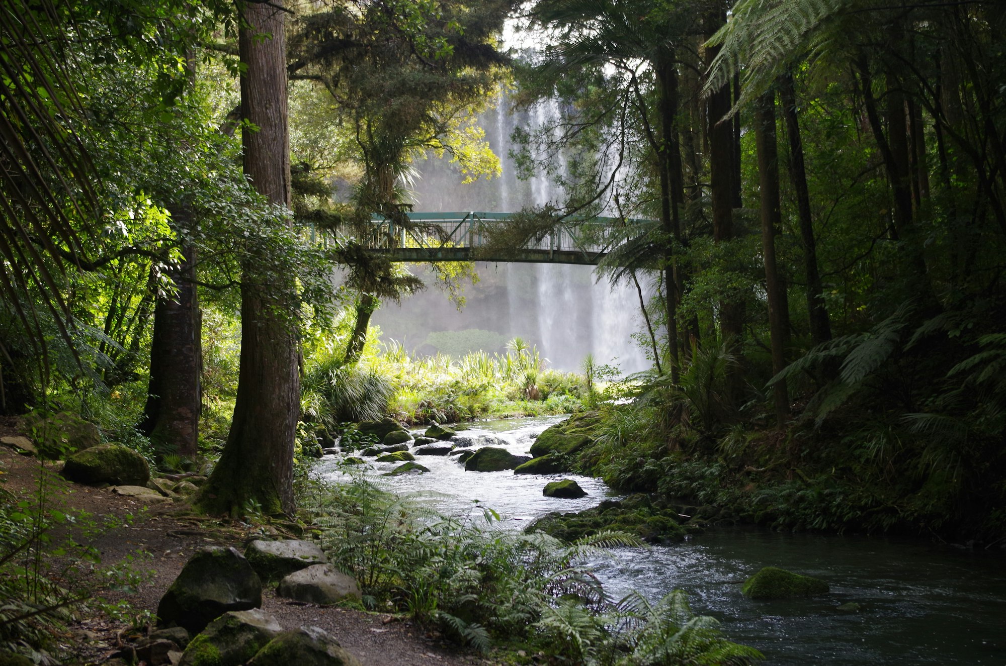 Bridge in the New Zealand forest