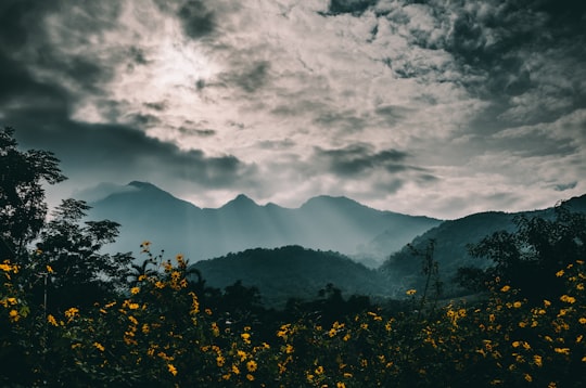 crepuscular light and flowers in Ba Vì Vietnam