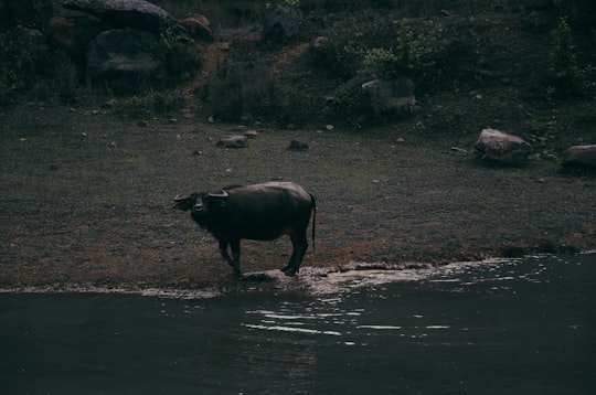 black water buffalo by water at night time in Ba Vì Vietnam