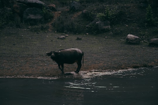 photo of Ba Vì Wildlife near West Lake