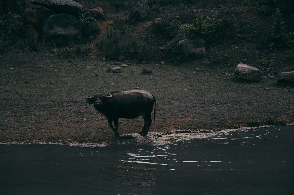 black water buffalo by water at night time