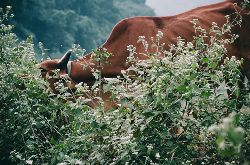 brown cow