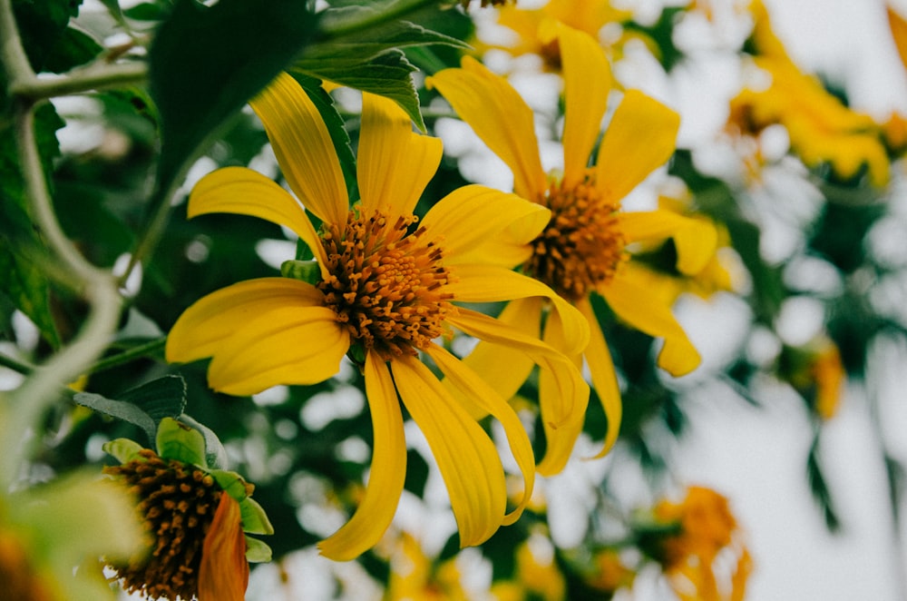 closeup photo of yellow petaled flowers