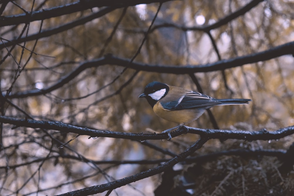 brown, white, and black bird perch on tree branch