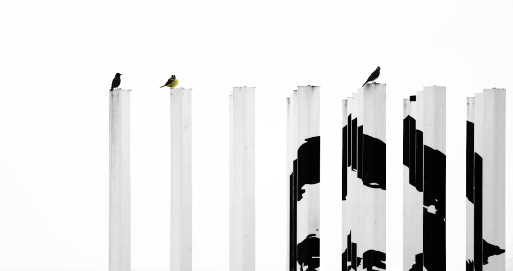blacka nd white painted posts with three birds perching